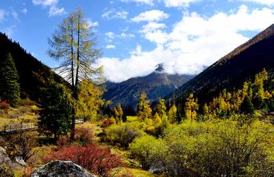 四川省林業廳領導到達古冰山考察調研